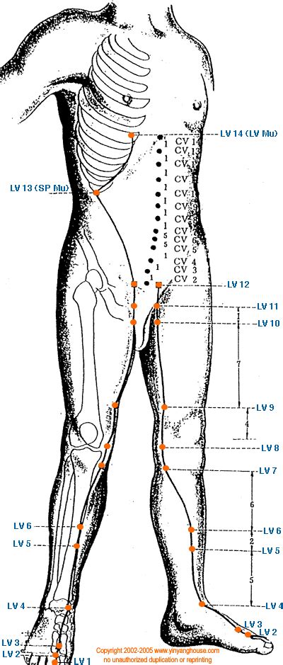 liver meridian map.